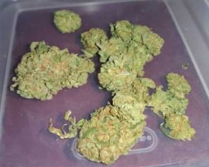 ACDC,Buy ACDC Strain online,Buy Weed Online,Indica,Sativa,Hybrid,Medical Marijuan,USA,pain,pain relief,back pain relief,depression,stress,anxiety,Buy weed online for epilepsy,Buy Weed Online Australia,Buy Marijuana In Australia,cancer,alcoholism,seizures,New South Wales,Queensland,Northern Territory,Western Australia,South Australia,Victoria,the Australian Capital Territory,Tasmania,THC,CBD,Best cbd strain,Buy Weed Australia,Entirecannabis Online dispensary,Buy Weed Online Australia by Ammar Shaikh,buy weed online australia – Services – Professional,How to buy cannabis safely online in Australia,Buying weed online: yay or nay?,Is It Possible To Buy Weed Online In Australia?,melbourne victoria australia – Pinterest,#Buy canabis,weed,in #Australia,Aussie 420,Australia Cannabis Shop,Buy Marijuana online,Buy Weed Online Canberra Australia,Buy cannabis Online Australia,kush online Shop in Australia,Sydney,Melbourne,Brisbane,Perth,Adelaide,Gold Coast-Tweed Heads,Canberra-Queanbeyan,Newcastle,Central Coast,Wollongong,Sunshine Coast,Geelong,Townsville,Hobart,Cairns,Toowoomba,Darwin,and Alice Springs,Buy Marijuana Online Australia,Best quality weed for sale. Buy Cannabis Oil Online,Delivery is 100% guaranteed,Entirecannabis