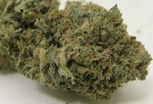 Buy weed Online Australia,Buy Marijuana In Australia,Buy Marijuana online,Order Marijuana Online Australia,Buy Weed Online,Buy Cannabis online,Buy Cannabis Oil,Edibles,Wax,Hash,Shatter,in Australia,AK-47,Hybrid,Australia,anxiety,stress,depression,pain,AK-47 – Hybrid | Buy Marijuana Online | Buy Weed online,AK-47 – Hybrid,Buy Weed Australia,Entirecannabis Online dispensary,Buy Weed Online Australia by Ammar Shaikh,buy weed online Australia – Services – Professional,How to buy cannabis safely online in Australia,Buying weed online: yay or nay?,Is It Possible To Buy Weed Online In Australia?,melbourne victoria australia – Pinterest,#Buy canabis,weed,in #Australia,Aussie 420,Australia Cannabis Shop,Buy Weed Online Canberra Australia,Buy cannabis Online Australia,kush online Shop in Australia,Sydney,Melbourne,Brisbane,Perth,Adelaide,Gold Coast-Tweed Heads,Canberra-Queanbeyan,Newcastle,Central Coast,Wollongong,Sunshine Coast,Geelong,Townsville,Hobart,Cairns,Toowoomba,Darwin,and Alice Springs,Buy Marijuana Online Australia,Best quality weed for sale,Buy Cannabis Oil Online,Delivery is 100% guaranteed,Entirecannabis,sativa,indica,THC,CBD,cannabis,marijuana,Buy Weed Online New South Wales Australia,Buy Cannabis Online Queensland Australia,Buy Marijuana Online Northern Territory Australia,Buy Weed Online Western Australia,Buy Cannabis Online South Australia,Buy Marijuana Online Victoria Australia,Buy Weed Online Australian Capital Territory,Buy Cannabis Online Tasmania,Buy Weed Online Sydney,Buy Cannabis Online Newcastle,Buy Marijuana Online Canberra,Buy Weed Online Albury,Buy Cannabis Online Amidale,Buy Marijuana Online Meldbourne,Buy Weed Online Wodonga,Buy Cannabis Online Bendigo,Buy Marijuana Online Ballarat,Buy Weed Online Hobart,Buy Cannabis Online Adelaide,Buy Marijuana Online Perth,Buy Weed Online Broome,Buy Cannabis Online Darwin,Buy Marijuana Online Alice Springs,Buy Weed Online Townsville,Buy Cannabis Online Rockhampton,Buy Marijuana Online Toowoomba,Buy Weed Online Brisbane,Buy Cannabis Online Gold Coast