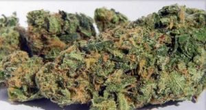 Blueberry – Indica