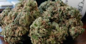 Durban Poison – Sativa