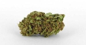 Buy Weed Australia,Entirecannabis Online dispensary,Buy Weed Online Australia,Buy Weed Online Australia by Ammar Shaikh,buy weed online australia – Services – Professional,How to buy cannabis safely online in Australia,Buying weed online: yay or nay?,Is It Possible To Buy Weed Online In Australia?,melbourne victoria australia – Pinterest,#Buy canabis,weed,in #Australia,Aussie 420,Australia Cannabis Shop,Buy Marijuana online,Buy Weed Online Canberra Australia,Buy Marijuana In Australia,Buy cannabis Online Australia,kush online Shop in Australia,Sydney,Melbourne,Brisbane,Perth,Adelaide,Gold Coast-Tweed Heads,Canberra-Queanbeyan,Newcastle,Central Coast,Wollongong,Sunshine Coast,Geelong,Townsville,Hobart,Cairns,Toowoomba,Darwin,and Alice Springs,Buy Marijuana Online Australia,Best quality weed for sale. Buy Cannabis Oil Online,Delivery is 100% guaranteed,Entirecannabis,Hindu Kush