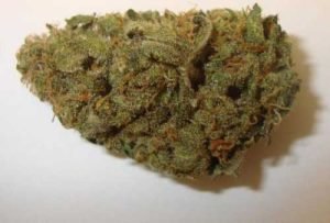 Jack Herer – Sativa,Jack Herer,bipolar disorder,anxiety,migraines,PTSD,ADHD,happy,bubbly,and euphoric,spurring energy and creativity,Buy Weed Australia,Entirecannabis Online dispensary,Buy Weed Online Australia,Buy Weed Online Australia by Ammar Shaikh,buy weed online Australia – Services – Professional,How to buy cannabis safely online in Australia,Buying weed online,yay or nay?,Is It Possible to Buy Weed Online In Australia?,melbourne victoria australia – Pinterest,#Buy canabis,weed,in #Australia,Aussie 420,Australia Cannabis Shop,Buy Marijuana online,Buy Weed Online Canberra Australia,Buy Marijuana In Australia,Buy cannabis Online Australia,kush online Shop in Australia,Sydney,Melbourne,Brisbane,Perth,Adelaide,Gold Coast-Tweed Heads,Canberra-Queanbeyan,Newcastle,Central Coast,Wollongong,Sunshine Coast,Geelong,Townsville,Hobart,Cairns,Toowoomba,Darwin,and Alice Springs,Buy Marijuana Online Australia,Best quality weed for sale. Buy Cannabis Oil Online,Delivery is 100% guaranteed,Entirecannabis,sativa,indica,hybrid,THC,CBD,Cannabis,Marijuana,Buy Weed Online New South Wales Australia,Buy Cannabis Online Queensland Australia,Buy Marijuana Online Northern Territory Australia,Buy Weed Online Western Australia,Buy Cannabis Online South Australia,Buy Marijuana Online Victoria Australia,Buy Weed Online Australian Capital Territory,Buy Cannabis Online Tasmania,Buy Weed Online Sydney,Buy Cannabis Online Newcastle,Buy Marijuana Online Canberra,Buy Weed Online Albury,Buy Cannabis Online Amidale,Buy Marijuana Online Meldbourne,Buy Weed Online Wodonga,Buy Cannabis Online Bendigo,Buy Marijuana Online Ballarat,Buy Weed Online Hobart,Buy Cannabis Online Adelaide,Buy Marijuana Online Perth,Buy Weed Online Broome,Buy Cannabis Online Darwin,Buy Marijuana Online Alice Springs,Buy Weed Online Townsville,Buy Cannabis Online Rockhampton,Buy Marijuana Online Toowoomba,Buy Weed Online Brisbane,Buy Cannabis Online Gold Coast