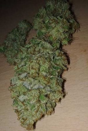 Lemon Haze – Sativa,Lemon Haze,depression,stress and chronic pains and aches,Buy Weed Australia,Entirecannabis Online dispensary,Buy Weed Online Australia,Buy Weed Online Australia by Ammar Shaikh,buy weed online Australia – Services – Professional,How to buy cannabis safely online in Australia,Buying weed online,yay or nay?,Is It Possible to Buy Weed Online In Australia?,melbourne victoria australia – Pinterest,#Buy canabis,weed,in #Australia,Aussie 420,Australia Cannabis Shop,Buy Marijuana online,Buy Weed Online Canberra Australia,Buy Marijuana In Australia,Buy cannabis Online Australia,kush online Shop in Australia,Sydney,Melbourne,Brisbane,Perth,Adelaide,Gold Coast-Tweed Heads,Canberra-Queanbeyan,Newcastle,Central Coast,Wollongong,Sunshine Coast,Geelong,Townsville,Hobart,Cairns,Toowoomba,Darwin,and Alice Springs,Buy Marijuana Online Australia,Best quality weed for sale. Buy Cannabis Oil Online,Delivery is 100% guaranteed,Entirecannabis,sativa,indica,hybrid,THC,CBD,Cannabis,Marijuana,Buy Weed Online New South Wales Australia,Buy Cannabis Online Queensland Australia,Buy Marijuana Online Northern Territory Australia,Buy Weed Online Western Australia,Buy Cannabis Online South Australia,Buy Marijuana Online Victoria Australia,Buy Weed Online Australian Capital Territory,Buy Cannabis Online Tasmania,Buy Weed Online Sydney,Buy Cannabis Online Newcastle,Buy Marijuana Online Canberra,Buy Weed Online Albury,Buy Cannabis Online Amidale,Buy Marijuana Online Meldbourne,Buy Weed Online Wodonga,Buy Cannabis Online Bendigo,Buy Marijuana Online Ballarat,Buy Weed Online Hobart,Buy Cannabis Online Adelaide,Buy Marijuana Online Perth,Buy Weed Online Broome,Buy Cannabis Online Darwin,Buy Marijuana Online Alice Springs,Buy Weed Online Townsville,Buy Cannabis Online Rockhampton,Buy Marijuana Online Toowoomba,Buy Weed Online Brisbane,Buy Cannabis Online Gold Coast