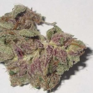 Purple Kush – Indica,Purple Kush,Purple Afghani,Oakland,California,Hindu Kush,Buy Weed Australia,Entirecannabis Online dispensary,Buy Weed Online Australia,Buy Weed Online Australia by Ammar Shaikh,buy weed online australia – Services – Professional,How to buy cannabis safely online in Australia,Buying weed online: yay or nay?,Is It Possible To Buy Weed Online In Australia?,melbourne victoria australia – Pinterest,#Buy canabis,weed,in #Australia,Aussie 420,Australia Cannabis Shop,Buy Marijuana online,Buy Weed Online Canberra Australia,Buy Marijuana In Australia,Buy cannabis Online Australia,kush online Shop in Australia,Sydney,Melbourne,Brisbane,Perth,Adelaide,Gold Coast-Tweed Heads,Canberra-Queanbeyan,Newcastle,Central Coast,Wollongong,Sunshine Coast,Geelong,Townsville,Hobart,Cairns,Toowoomba,Darwin,and Alice Springs,Buy Marijuana Online Australia,Best quality weed for sale. Buy Cannabis Oil Online,Delivery is 100% guaranteed,Entirecannabis,THC,CBD,Cannabis,Marijuana,SATIVA,indica,hybrid,Buy Weed Online New South Wales Australia,Buy Cannabis Online Queensland Australia,Buy Marijuana Online Northern Territory Australia,Buy Weed Online Western Australia,Buy Cannabis Online South Australia,Buy Marijuana Online Victoria Australia,Buy Weed Online Australian Capital Territory,Buy Cannabis Online Tasmania,Buy Weed Online Sydney,Buy Cannabis Online Newcastle,Buy Marijuana Online Canberra,Buy Weed Online Albury,Buy Cannabis Online Amidale,Buy Marijuana Online Meldbourne,Buy Weed Online Wodonga,Buy Cannabis Online Bendigo,Buy Marijuana Online Ballarat,Buy Weed Online Hobart,Buy Cannabis Online Adelaide,Buy Marijuana Online Perth,Buy Weed Online Broome,Buy Cannabis Online Darwin,Buy Marijuana Online Alice Springs,Buy Weed Online Townsville,Buy Cannabis Online Rockhampton,Buy Marijuana Online Toowoomba,Buy Weed Online Brisbane,Buy Cannabis Online Gold Coast,Strain